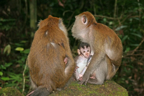 Monos macacos — Foto de Stock
