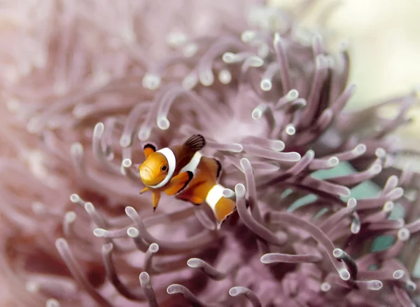 Клоун Anemonefish — стокове фото