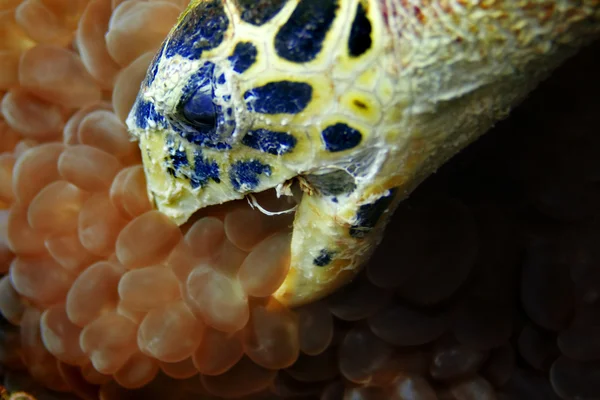 Falkenschildkröte — Stockfoto