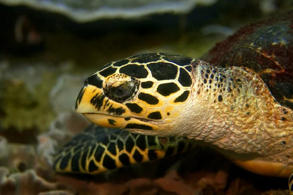 Hawksbill kaplumbağa — Stok fotoğraf