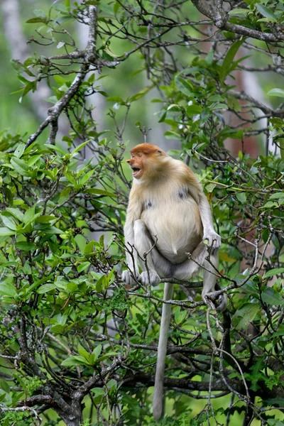 Scimmia della proboscide — Foto Stock