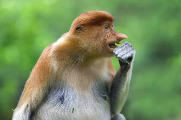 Macaco-probóscide — Fotografia de Stock