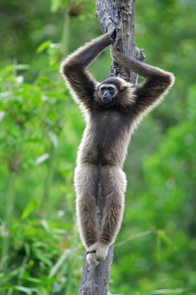 Gibbon aap — Stockfoto