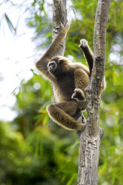Gibbon aap — Stockfoto