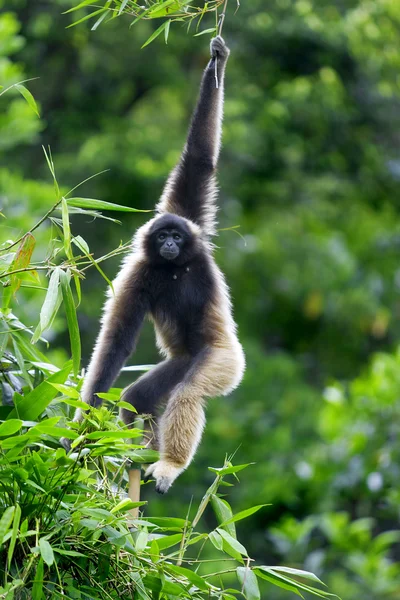 Gibbon apa — Stockfoto