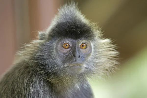 Μαϊμού με ασημένια φύλλα — Φωτογραφία Αρχείου