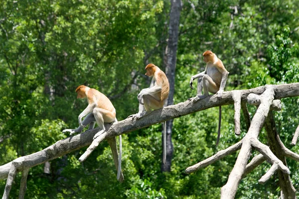 Monos probóscidos — Foto de Stock