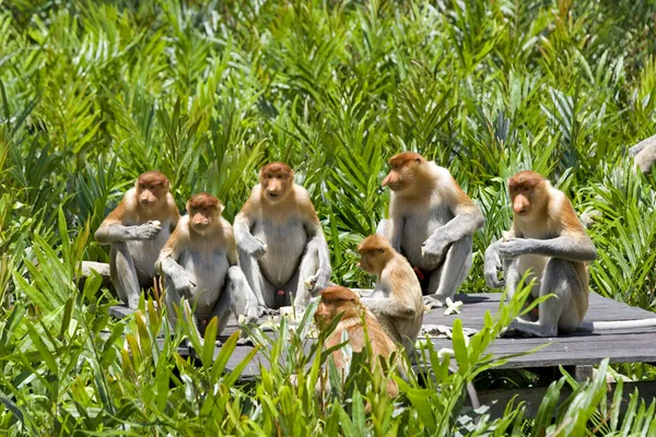 Macacos-probóscide — Fotografia de Stock