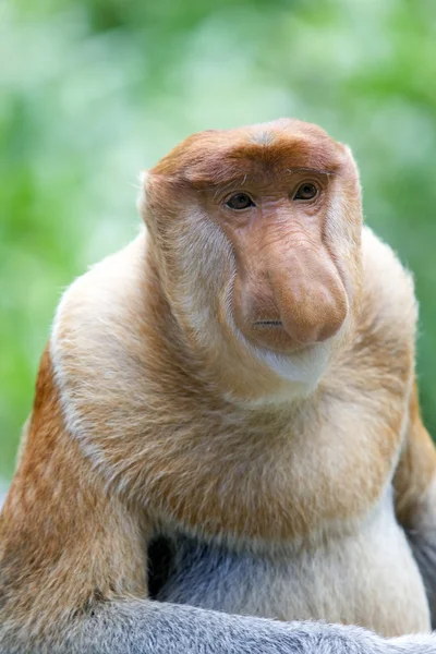 Mono de probóscis —  Fotos de Stock