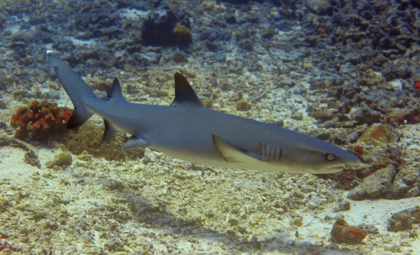 Whitetip καρχαρία υφάλου — Φωτογραφία Αρχείου