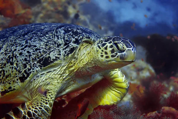 Zielony żółw — Zdjęcie stockowe
