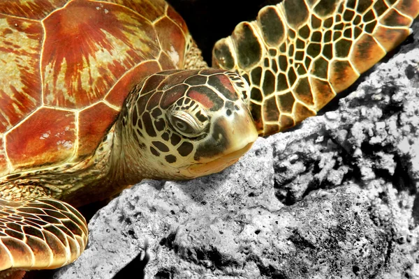 Πράσινη χελώνα — Φωτογραφία Αρχείου