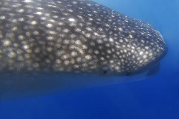 Baleia-do-mar — Fotografia de Stock