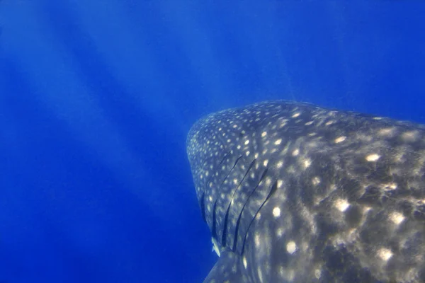 Baleia-do-mar — Fotografia de Stock