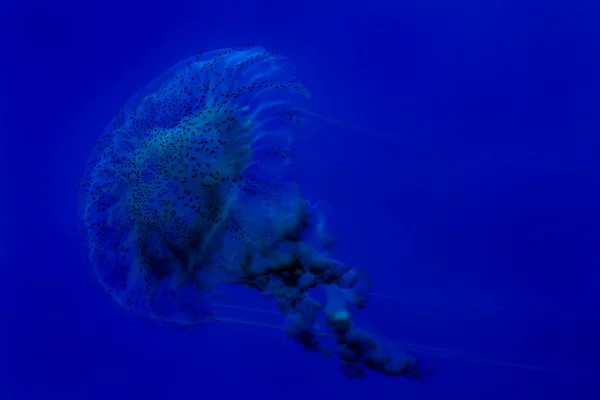 Meduze — Fotografie, imagine de stoc