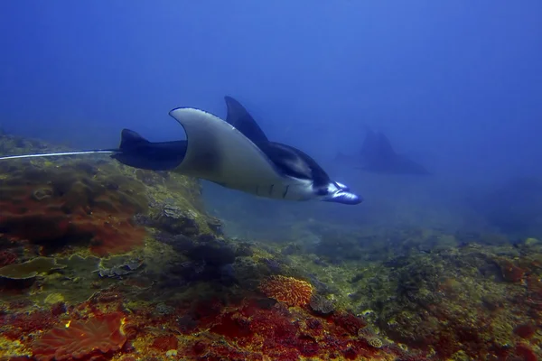 Manta ray — Stock Photo, Image