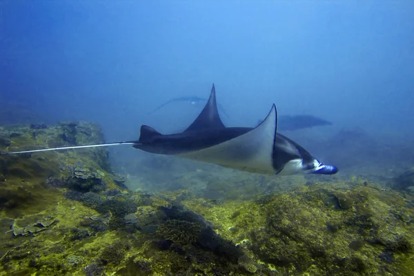 Manta ray — Stock Photo, Image