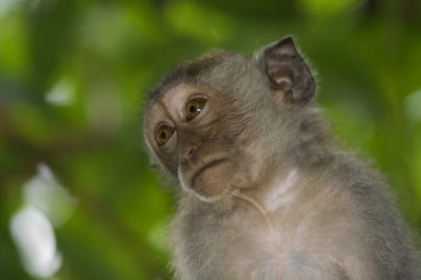 Scimmia di macaco — Foto Stock