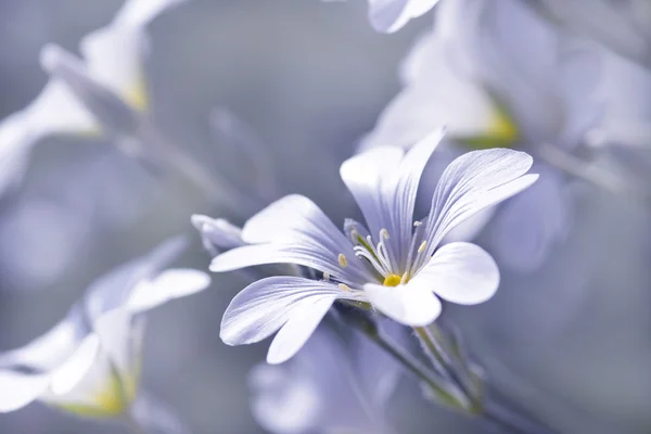 Dziki kwiat — Zdjęcie stockowe