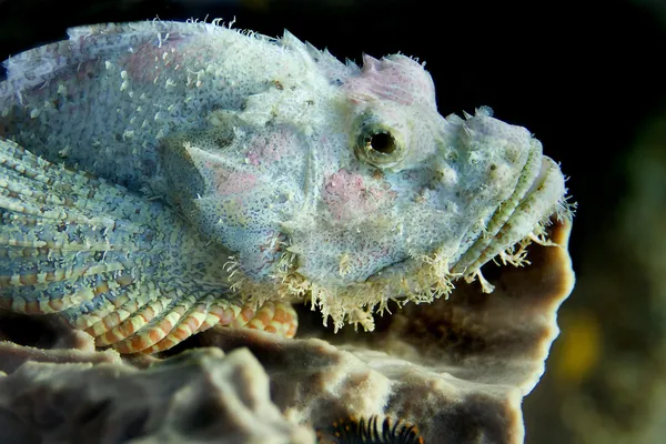 Sakallı scorpionfish — Stok fotoğraf