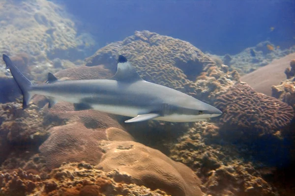 Tubarão recife Blacktip — Fotografia de Stock