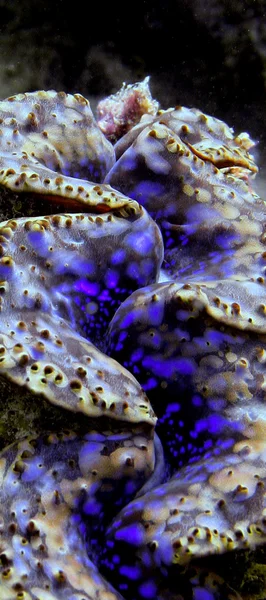 Olbrzym clam — Zdjęcie stockowe