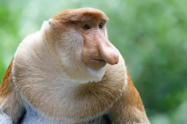 Προβοσκίδα monkey Εικόνα Αρχείου