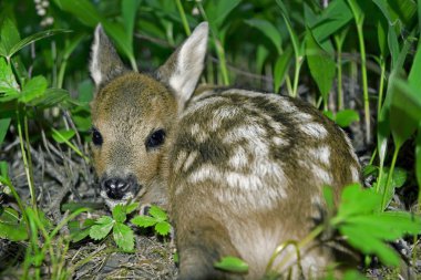 Roe Deer fawn clipart