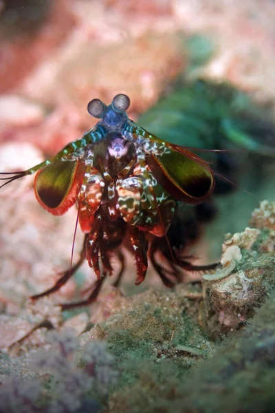 Peacock mantis räkor — Stockfoto