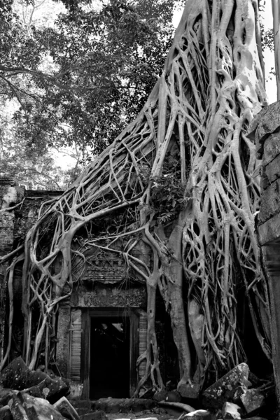 Ruínas do templo Angkor — Fotografia de Stock