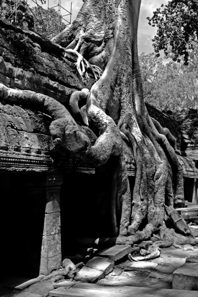 Angkor temple ruins — Stock Photo, Image