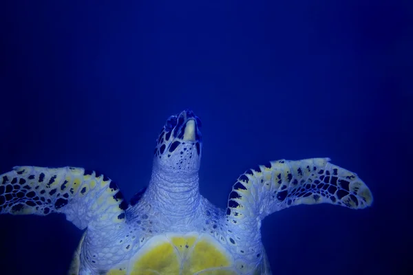 アオウミガメ — ストック写真