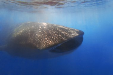 Whaleshark clipart