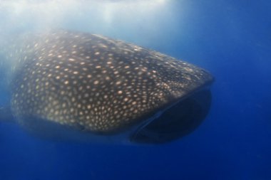 Whaleshark