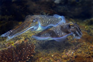 Cuttlefish clipart