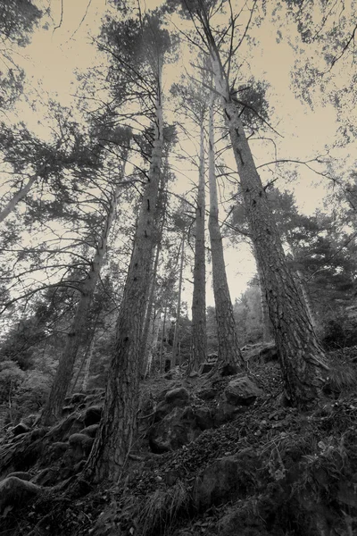 Foggy woods — Stock Photo, Image