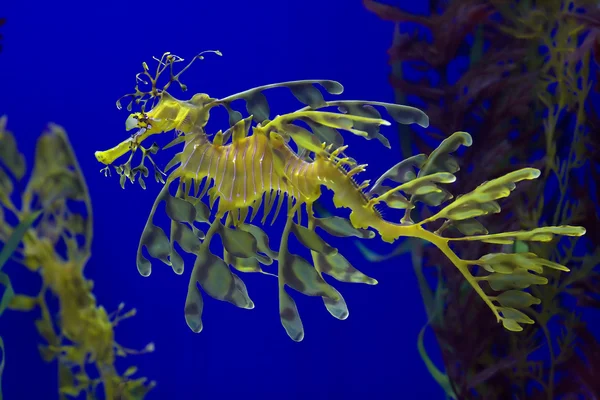 Sárga tengeri sárkány — Stock Fotó