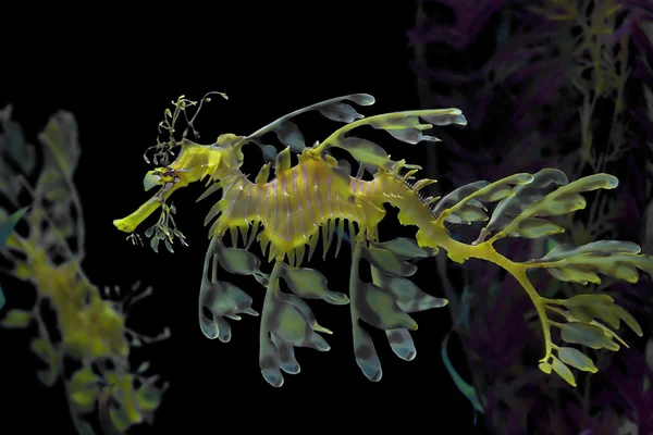 Желтый морской дракон — стоковое фото