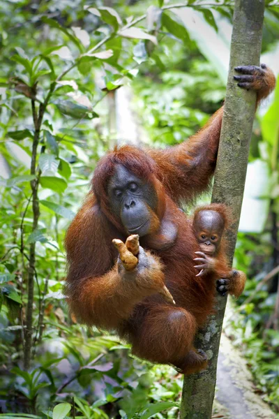Orangutan with her baby — Stock Photo, Image