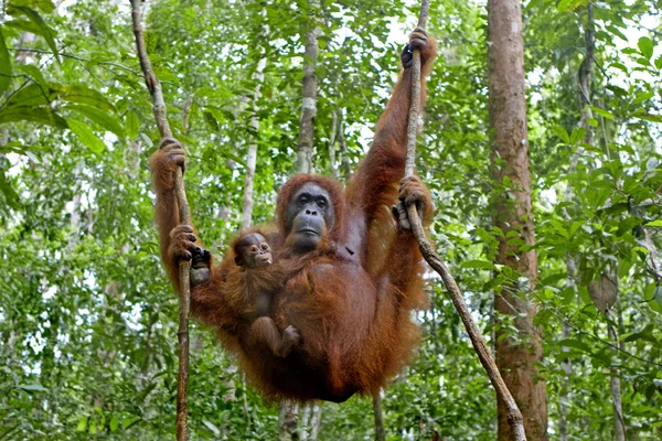 红毛猩猩与她的孩子 — 图库照片