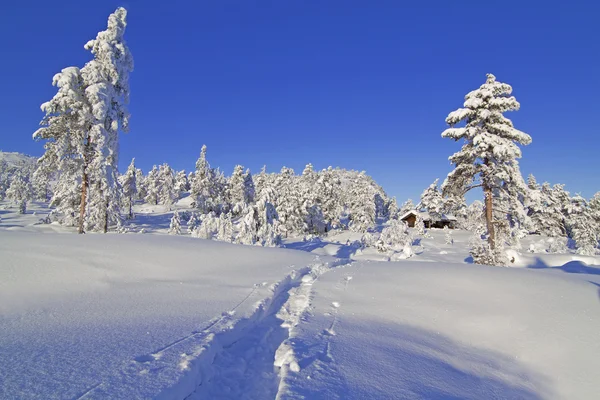 Χειμερινή χώρα των θαυμάτων — Φωτογραφία Αρχείου