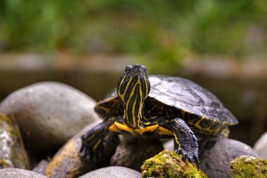 Eastern painted turtle clipart