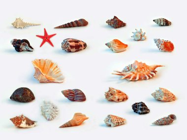 Sea shells clipart