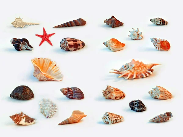 Морські мушлі — стокове фото