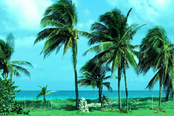 Spiaggia in caraibico — Foto Stock