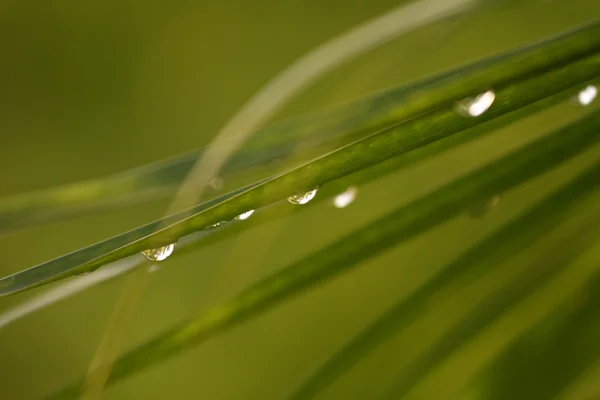 stock image Rain drops on the leaf