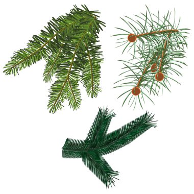 Branches fur-tree clipart