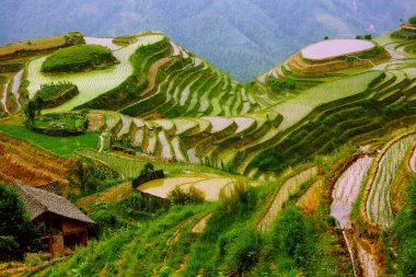 Rice terraces in mounting of Yunnan, clipart