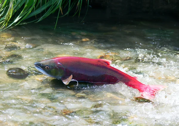 Coppia di salmoni rossi — Foto Stock