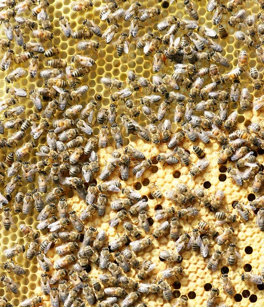 Μέλισσες σε γεννητόρων χτένα — Φωτογραφία Αρχείου